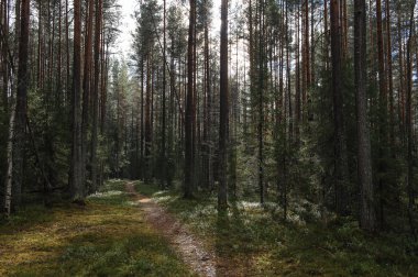 Sonbahar Ormanında Güneş Işınları