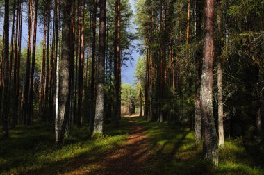 Sonbahar Ormanında Güneş Işınları