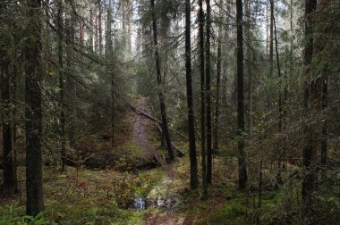 Sonbahar Ormanında Güneş Işınları