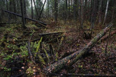 Rüzgar düşmüş ağaçların içinde tayga