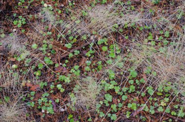 Arka plan. Sonbahar Orman zemin.