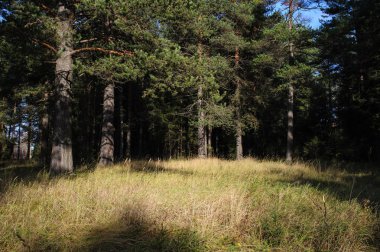 Güneşli bir sonbahar çam ağaçlarının altında çayır