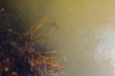 çim Pond 's cilt yüzeyindeki buzun içinde donmuş