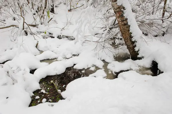 Waldbach Vom Ersten Schnee Bedeckt — Stockfoto