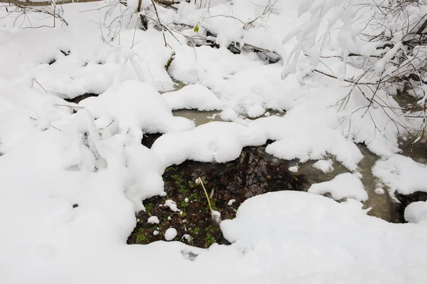 Brook Lasów Objętych Pierwszy Śnieg — Zdjęcie stockowe