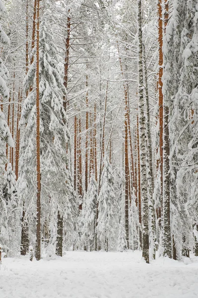 Inizio dell'inverno — Foto Stock