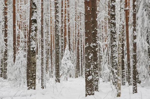 Comienzo del invierno —  Fotos de Stock