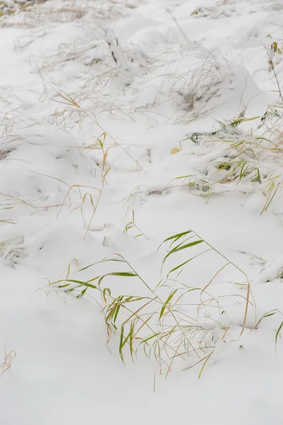 Rostliny Čouhalo Padlých První Sníh — Stock fotografie