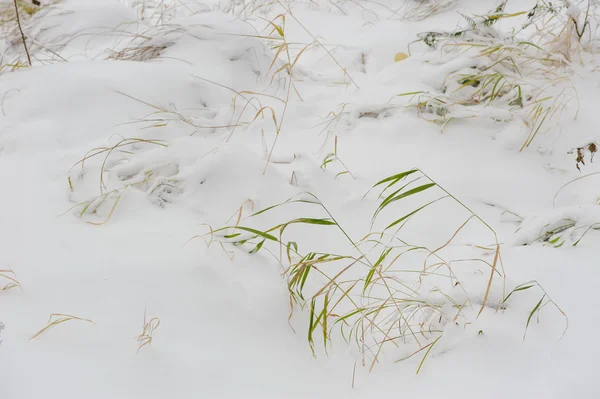 Rostliny Čouhalo Padlých První Sníh — Stock fotografie