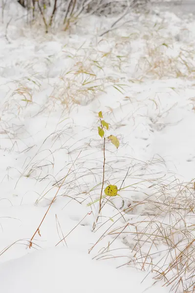 Plantas Que Destacam Sob Primeira Neve Caída — Fotografia de Stock