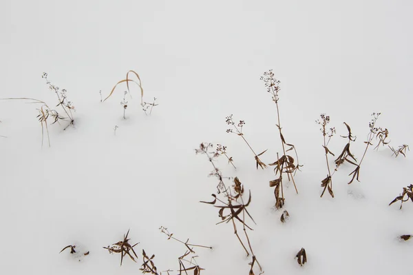 Planter Stikker Fra Den Faldne Første Sne - Stock-foto