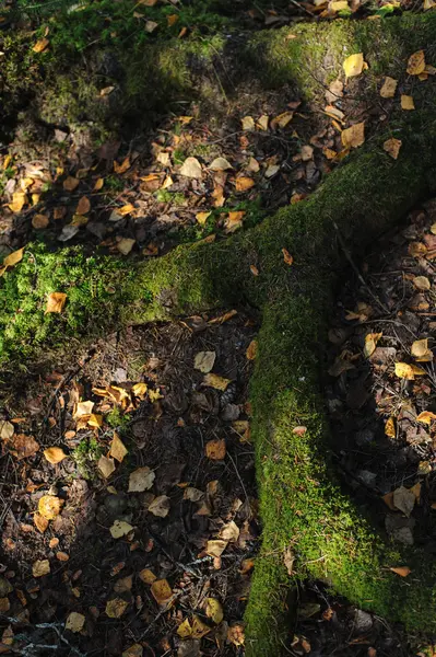 Yaşlı bir ağaç köküne kadar güneş ışığı tarafından yakın.