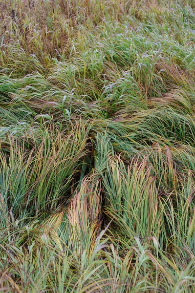 Nahaufnahme Von Herbstfeldern Gras — Stockfoto