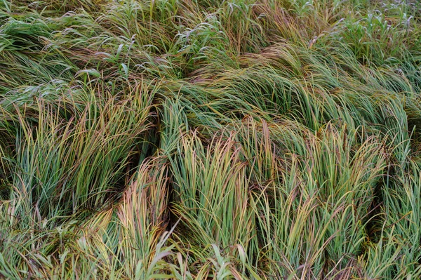 Zbliżenie Jesień Pola Trawy — Zdjęcie stockowe