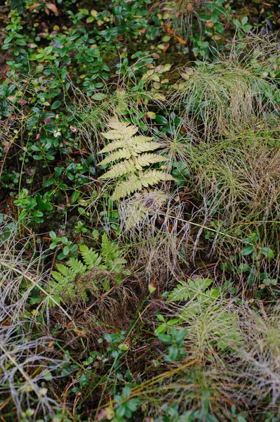 Fougère Dans Forêt Automne — Photo