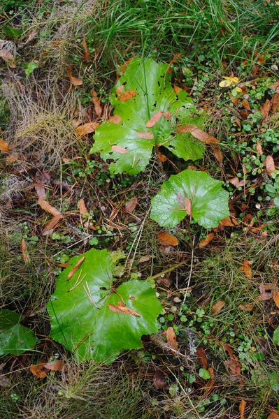 秋の森の植物 クローズ アップ — ストック写真