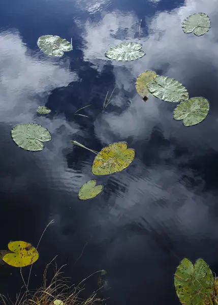 Seerosenblätter Auf Dem Herbstteich — Stockfoto