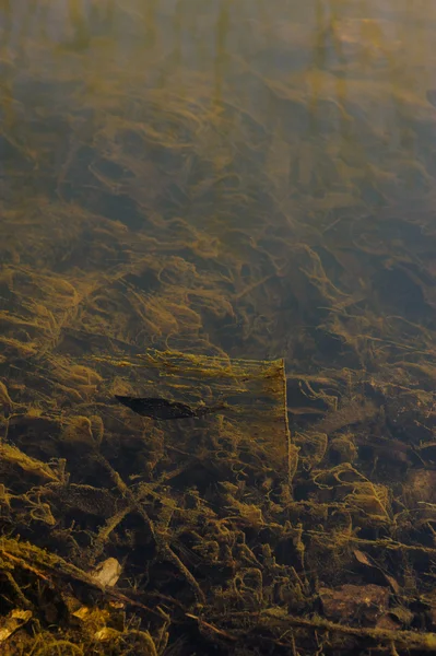 Vert Suintement Ondulant Sur Débit Rivière — Photo