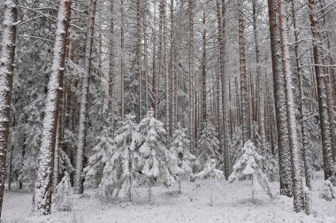 Tayga erken kış. Kar yağışı sonra.