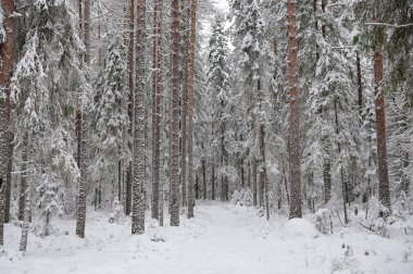 Tayga erken kış. Kar yağışı sonra.