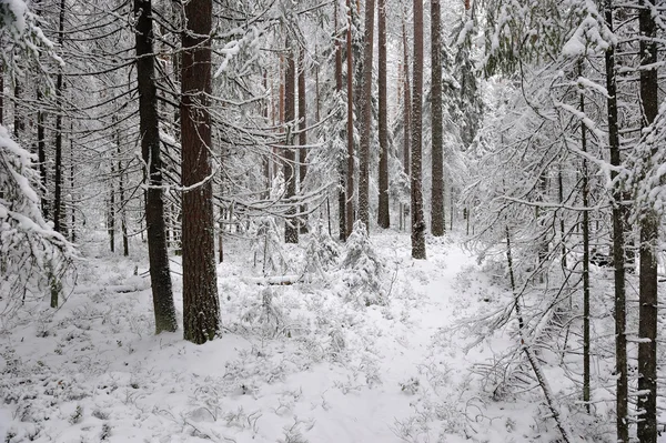 Taiga Principios Del Invierno Después Una Nevada — Foto de Stock