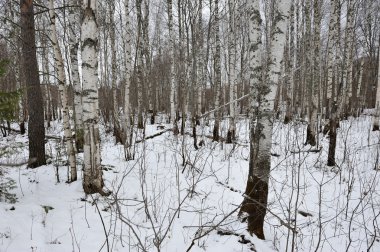 Huş ağacı orman manzaralı.
