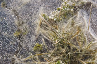 Buz dondurulmuş ince kabuk bitkilerde.