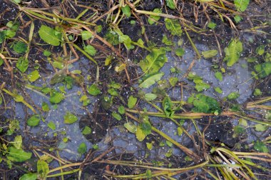 Buz dondurulmuş ince kabuk bitkilerde.