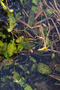 Buz dondurulmuş ince kabuk bitkilerde.