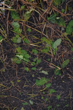 Buz dondurulmuş ince kabuk bitkilerde.