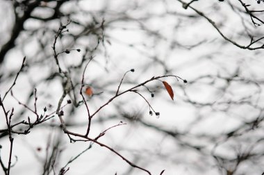 boş ağaç dalları geç Güz