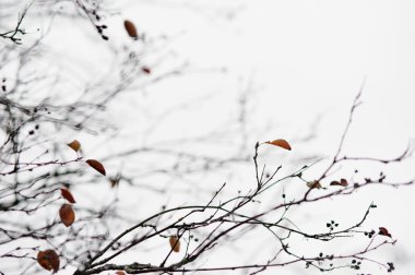 boş ağaç dalları geç Güz