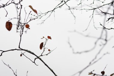 boş ağaç dalları geç Güz