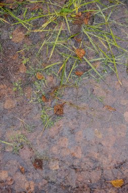 Sonbahar bitki ve su buz ince kabuğu altında yapraklarda