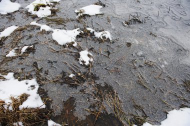 Sonbahar bitki ve su buz ince kabuğu altında yapraklarda
