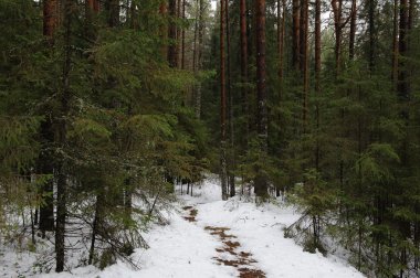 sisli Orman yolundaki
