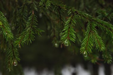 Çam dalları taze çiğ ile yakın çekim.