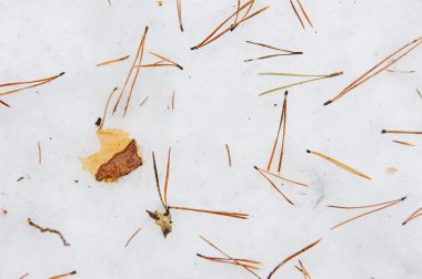 Arka plan kapatın. Kar üzerinde ormandaki Çam iğneleri.