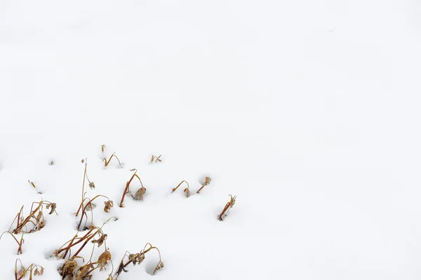 Växter Den Första Snön — Stockfoto