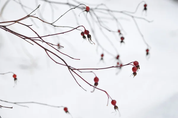 Ramo Rosa Brava Inverno — Fotografia de Stock