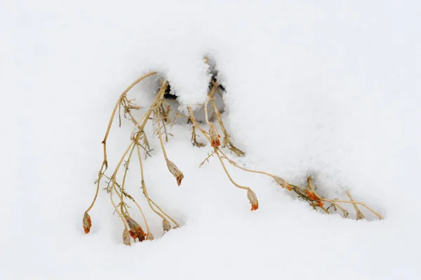 Vissnande Blommor Täckt Med Den Första Snön — Stockfoto