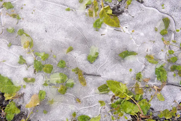 Рослини Замороженій Тонкій Корі Льоду — стокове фото
