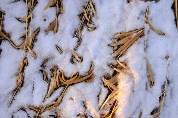 Gras Unter Dem Ersten Schnee — Stockfoto