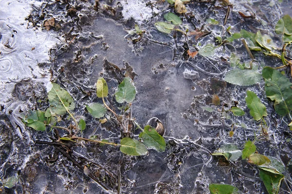 Φυτά Κατεψυγμένα Λεπτή Κρούστα Πάγου — Φωτογραφία Αρχείου