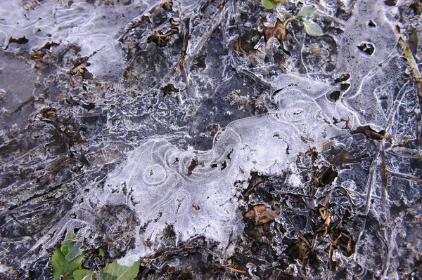 Buz Dondurulmuş Ince Kabuk Bitkilerde — Stok fotoğraf