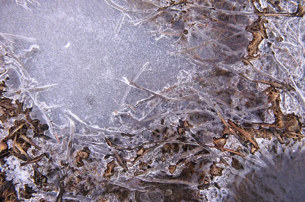 Plantas Crosta Fina Congelada Gelo — Fotografia de Stock