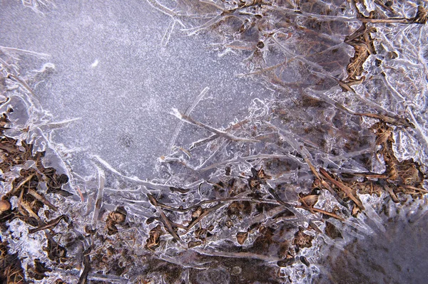 Pflanzen Gefrorener Dünner Eiskruste — Stockfoto