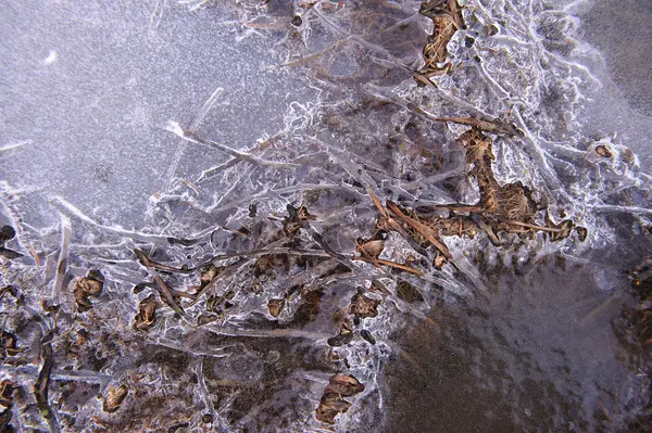 Plantas Corteza Fina Congelada Hielo —  Fotos de Stock