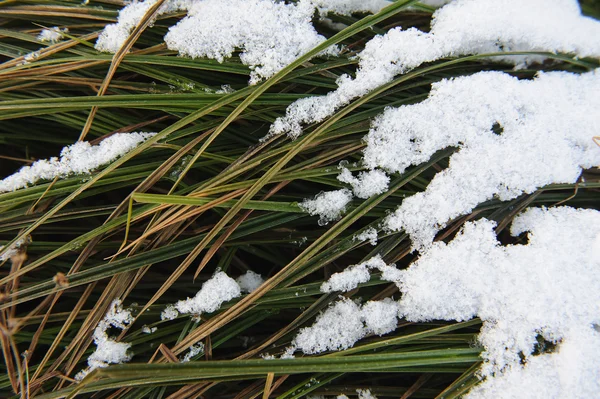 Hierba Bajo Primera Nieve — Foto de Stock