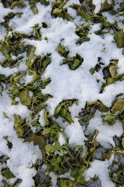 Bakgrund Anläggningar Som Omfattas Snö — Stockfoto